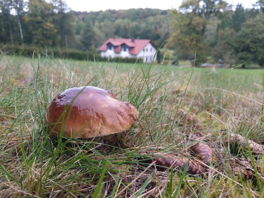 Wald-Apartment Limabach - Oberfrohna 外观 照片